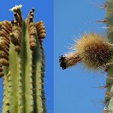 Pachycereus grandis JLcoll.3682.jpg